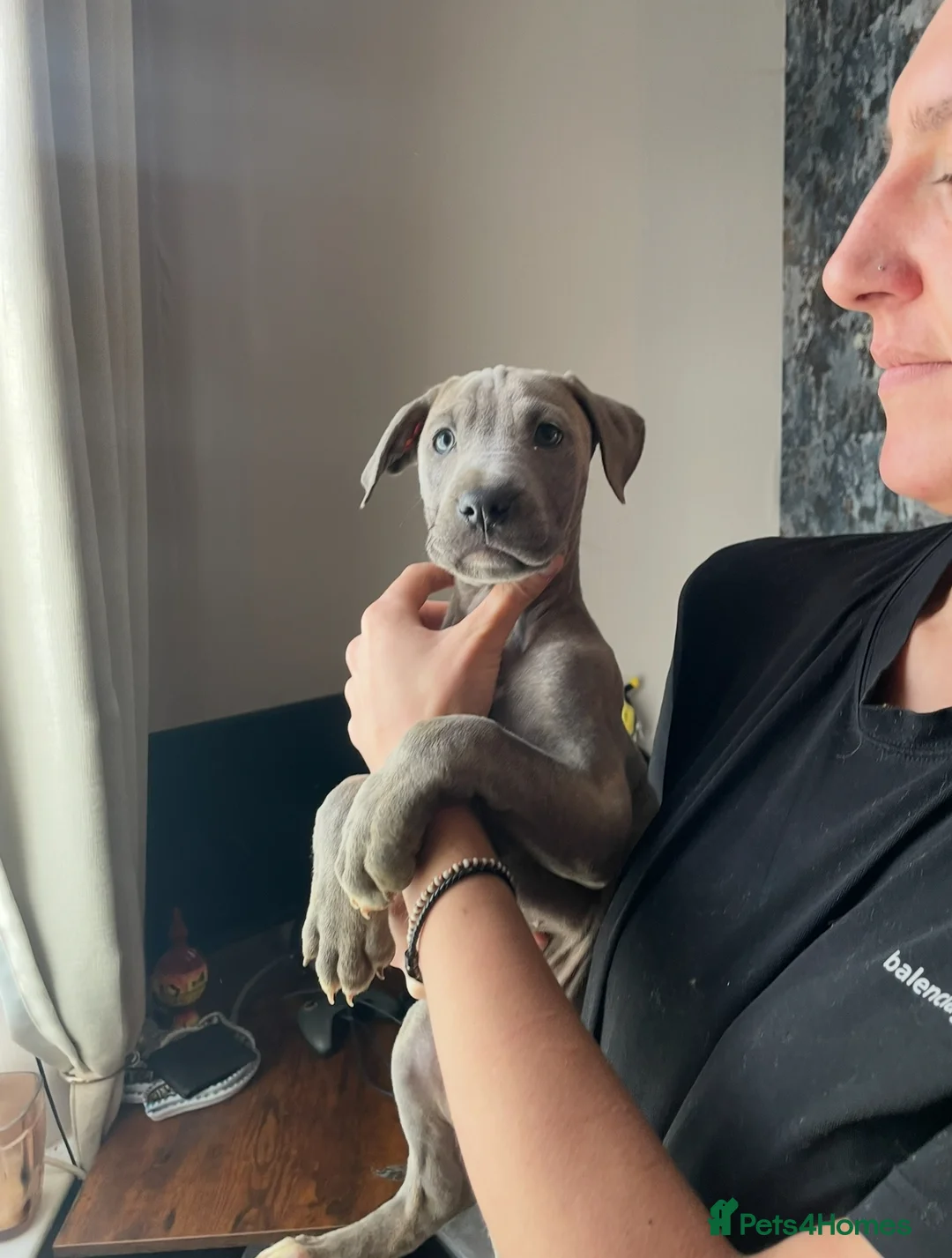 Mixed Breed dogs for sale: Stunning Cane Corso x Presa Canario Puppies  - Advert 1