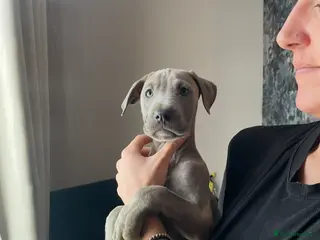 Mixed Breed dogs Stunning Cane Corso x Presa Canario Puppies - Advert 14