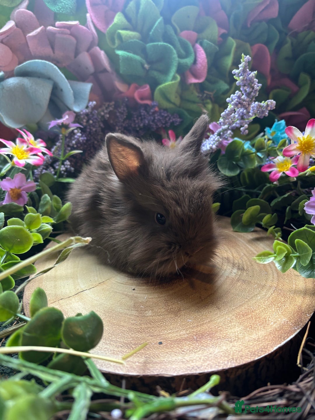 Mini Lion Lop rabbits for sale: Mini lion lops  - Advert 10