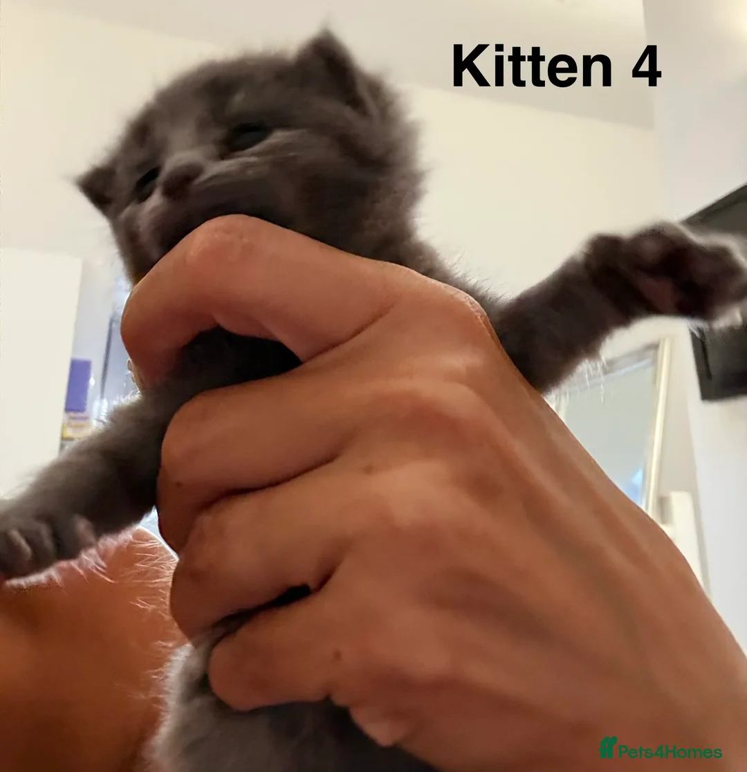 Ragdoll cats for sale: Ragdoll x British Shorthair blue kittens  - Advert 2