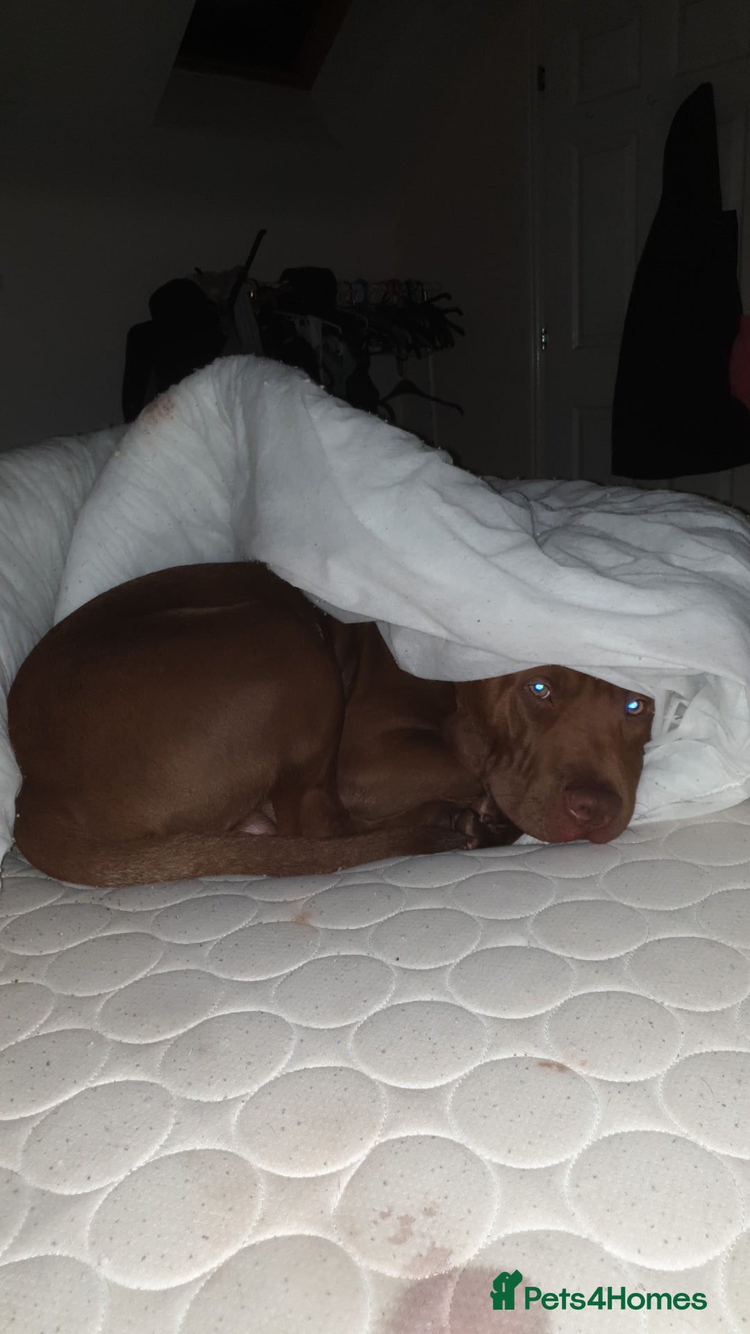 Mixed Breed dogs for sale: Handsome Ceaser 9months old - Image 8