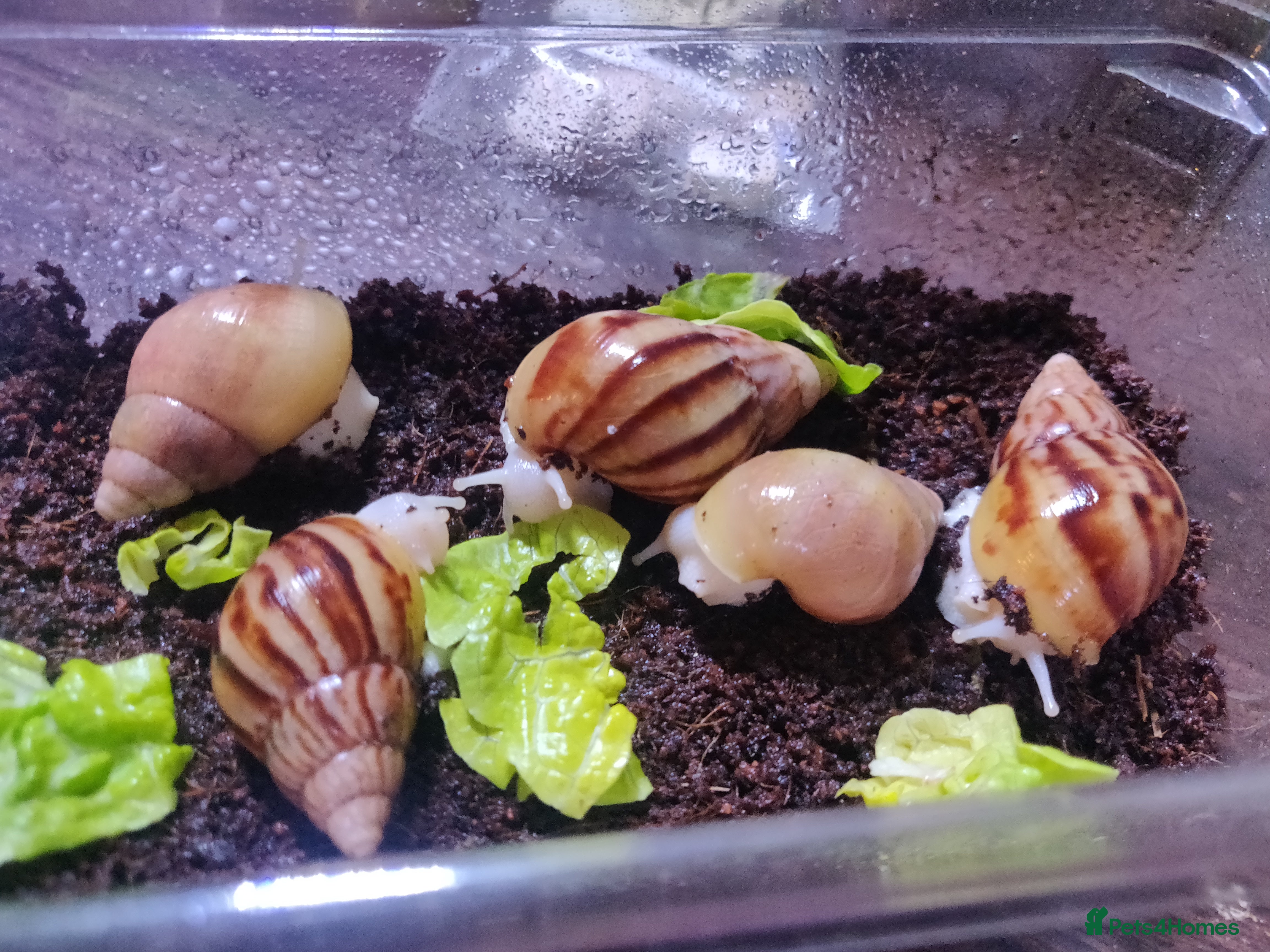 Snails invertebrates Giant african land snail babies for sale - Advert 9