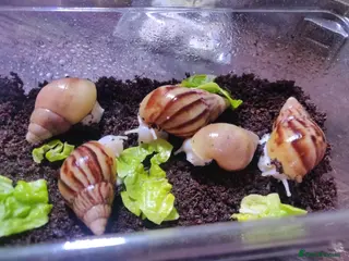 Snails invertebrates Giant african land snail babies for sale - Advert 9