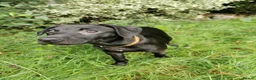 Mixed Breed dogs for sale: 7 beautiful staffie x labradoodle puppies for sale - Advert 11