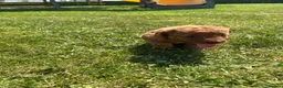 Labradoodle dogs for sale: Ready F1b labradoodle curl red health test parent  - Advert 26