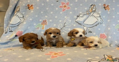 Cavapoo dogs Stunning Cavapoo pups from family home  - Advert 8