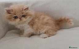 Persian cats for sale: Persian Kittens Looking For New Home - Image 17