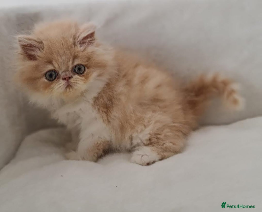 Persian cats for sale: Persian Kittens Looking For New Home - Image 17