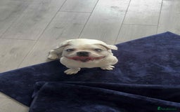 French Bulldog dogs for sale: French bulldog with blue husky coy - Advert 1