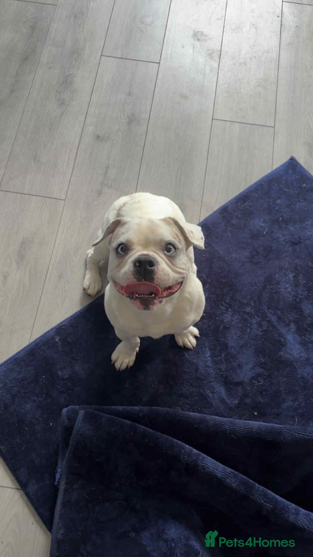 French Bulldog dogs for sale: French bulldog with blue husky coy - Advert 1