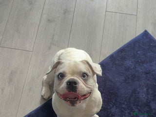 French Bulldog dogs French bulldog with blue husky coy - Advert 1