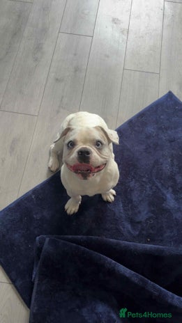 French Bulldog dogs French bulldog with blue husky coy - Advert 1