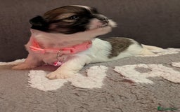 Lhasa Apso dogs for sale: 4 gorgeous Lhasa apso puppies  - Image 22