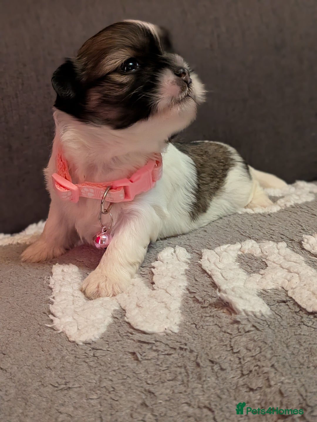Lhasa Apso dogs for sale: 4 gorgeous Lhasa apso puppies  - Image 22