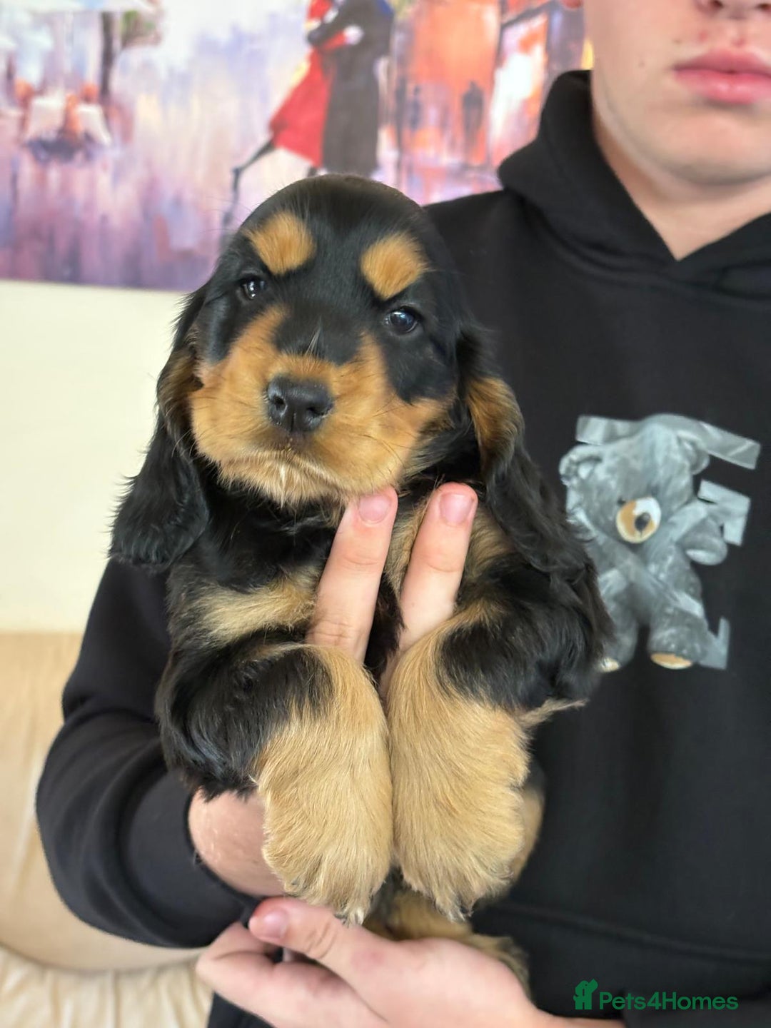 Cocker Spaniel dogs for sale: KC Reg Cocker Spaniel Puppies - Image 1
