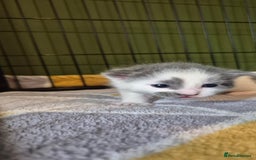 Domestic Shorthair cats for sale: Short hair kittens - Image 10