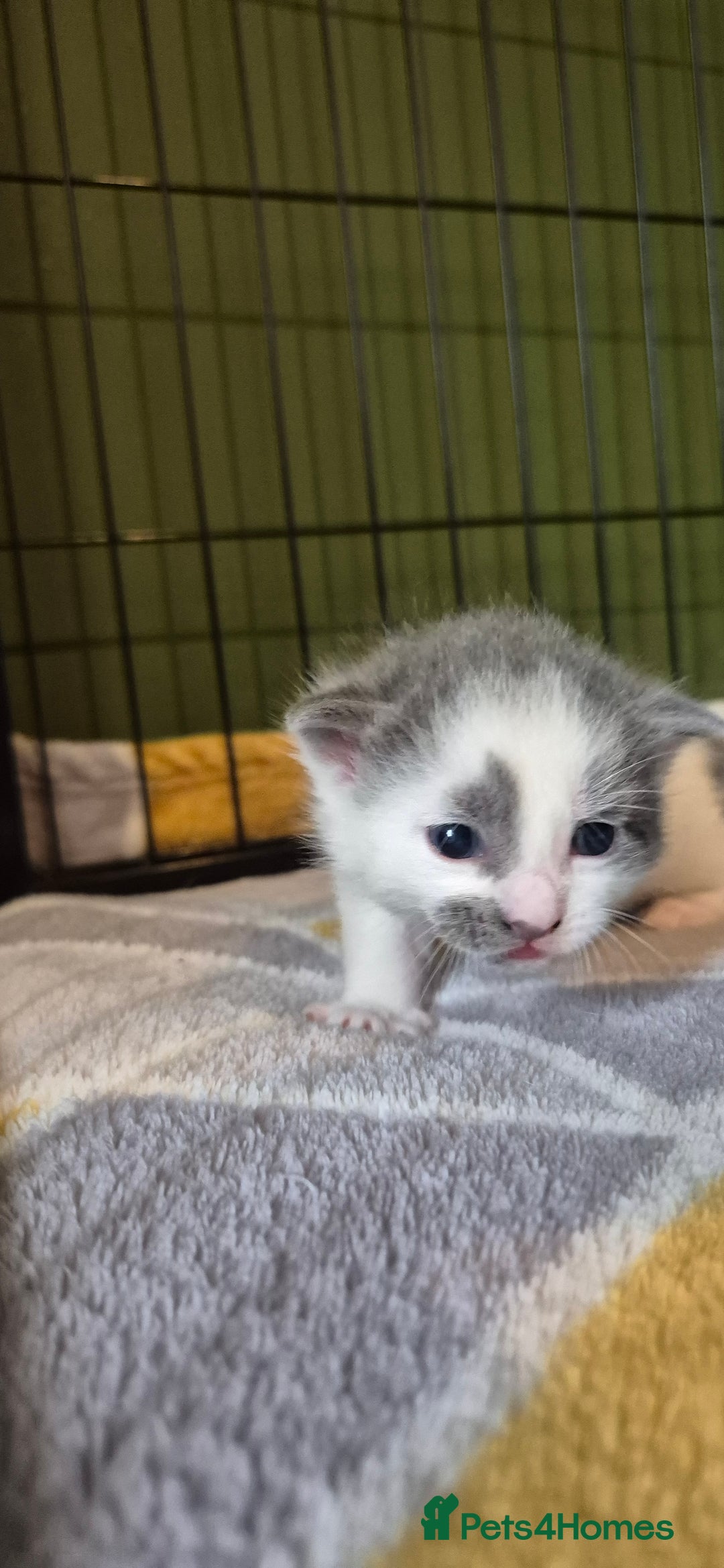 Domestic Shorthair cats for sale: Short hair kittens - Image 10