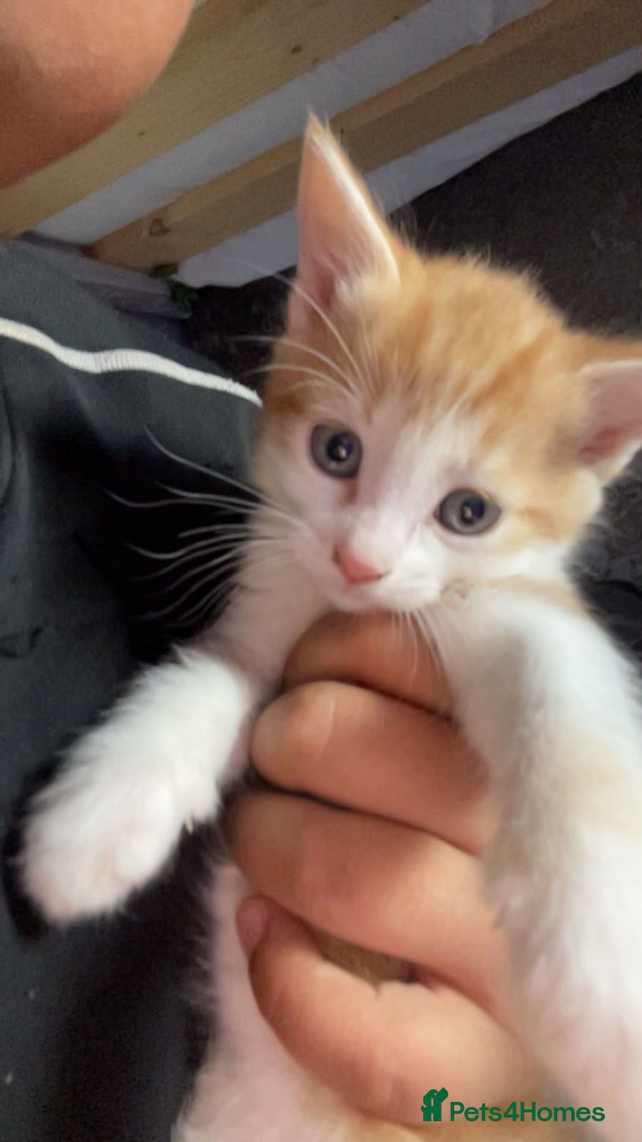 British Shorthair cats Ginger kitten - Advert 4
