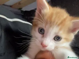 British Shorthair cats Ginger kitten - Advert 1