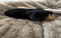 Mixed Breed dogs for sale: Cockapoo x French Bulldog - Image 14