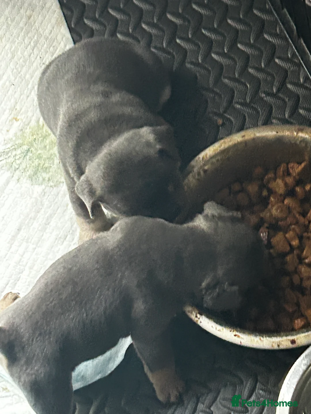 Mixed Breed dogs for sale: Stunning F1 (French x British Bulldog) Puppies - Advert 19