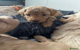 Maltipoo dogs for sale: 💗💙 **  TOY MALTIPOOS💗💙 - Image 5