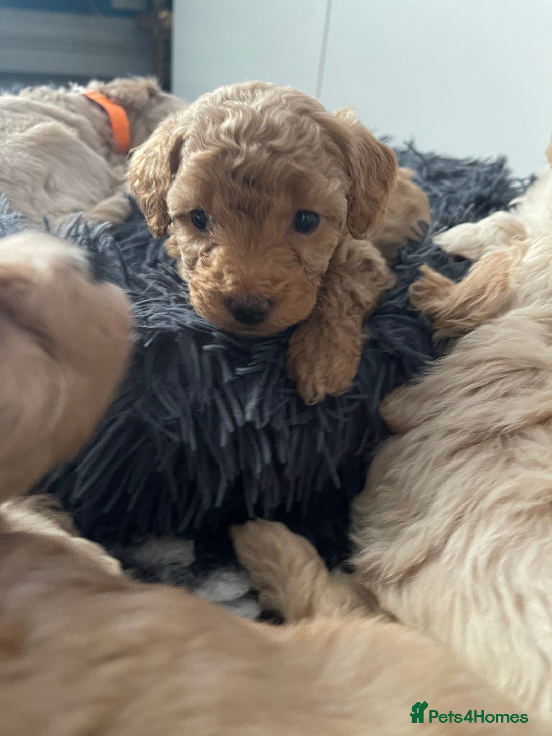 Maltipoo dogs for sale: 💗💙 **  TOY MALTIPOOS💗💙 - Image 5