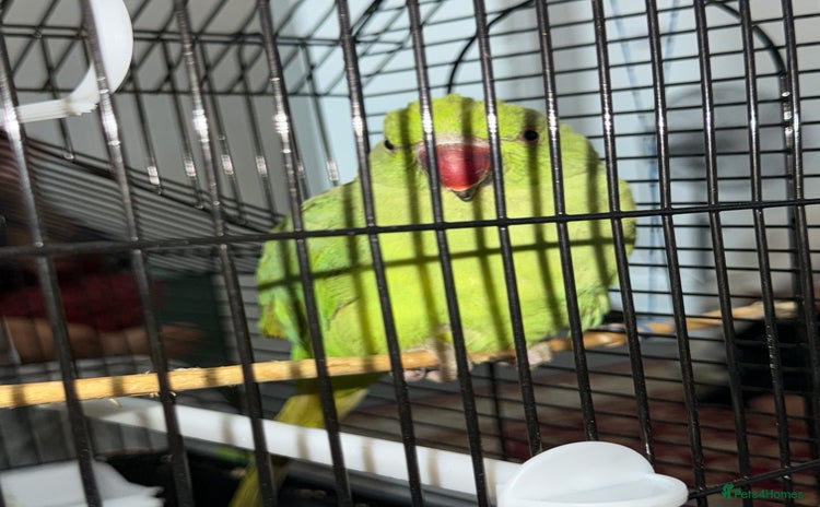 Ringnecks birds - Advert 2