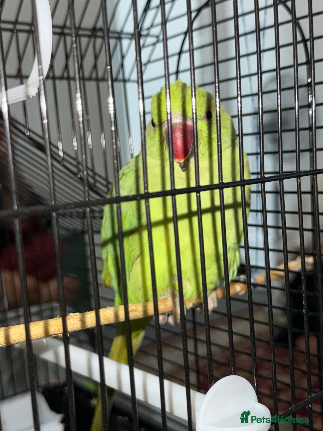 Ringnecks birds for sale: Green ring neck parrot - Image 1
