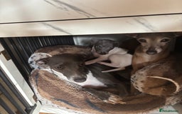 Italian Greyhound dogs for sale: 7/8 Italian greyhound x 1/8 whippet pup for sale  - Image 6
