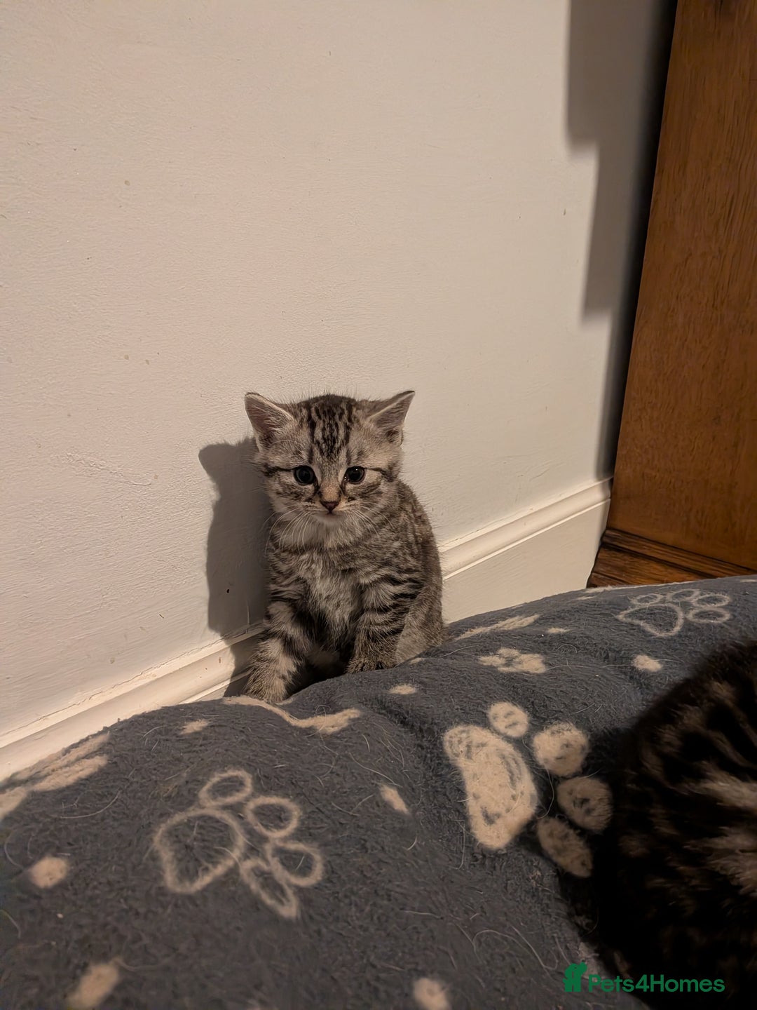 Mixed Breed cats for sale: Beautiful silver tabby cross kittens - Advert 3