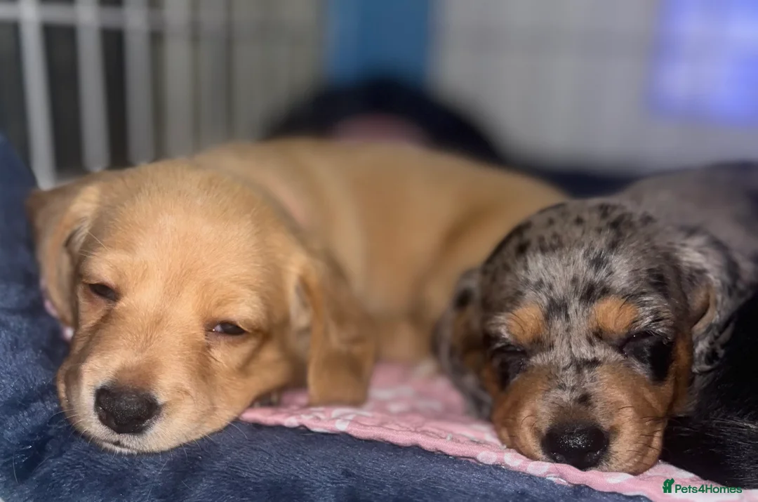 Miniature Dachshund dogs for sale: Minature Dachshunds (cream carriers) - Advert 14