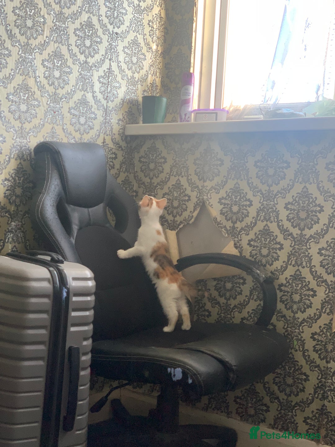Brazilian Shorthair cats for sale: 1 female kitten ready to leave  - Advert 5