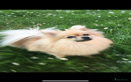 Pomeranian dogs for sale: 5⭐️ 🏆 champion bloodline Pomeranians  - Image 6