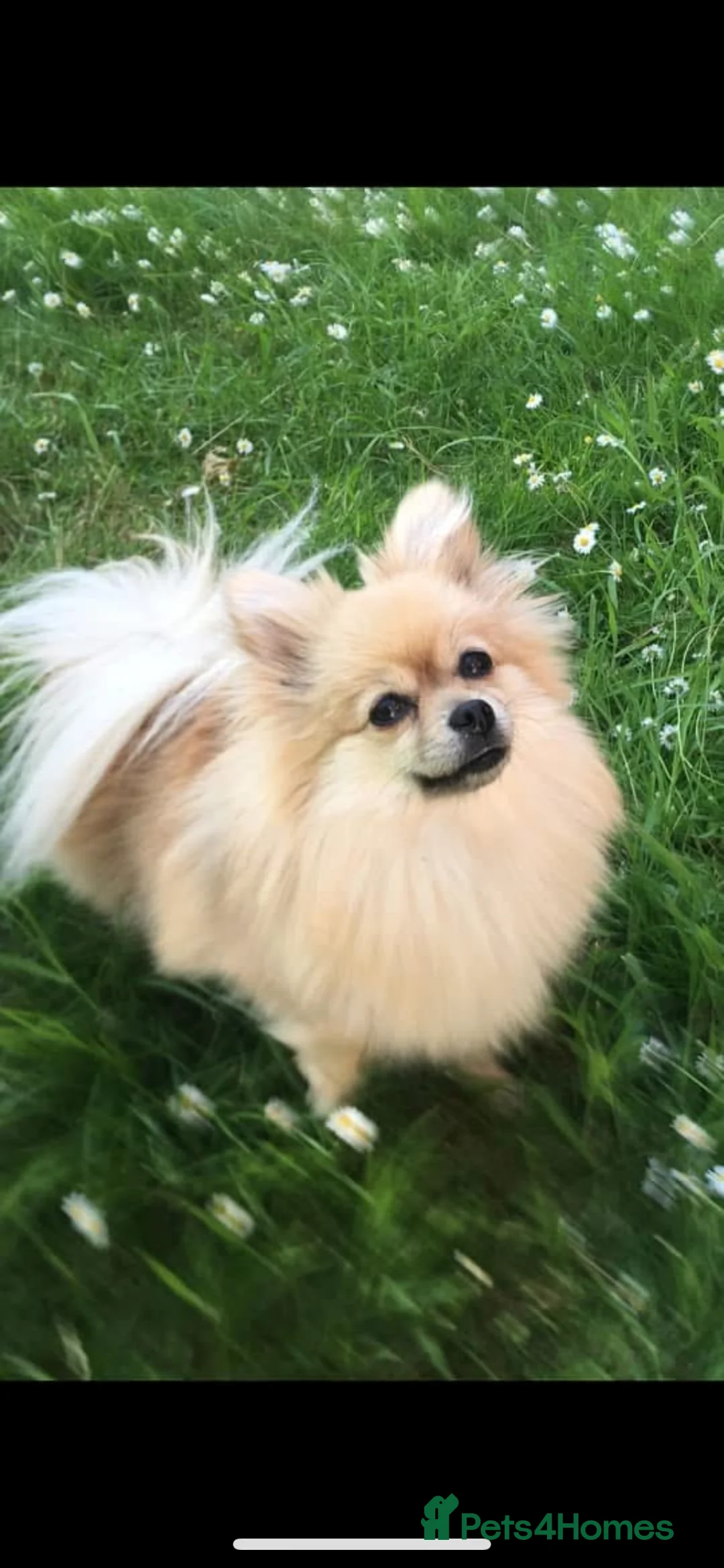 Pomeranian dogs for sale: 5 Generation champion Russian bloodline - Advert 10