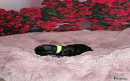 Cavapoo dogs for sale: Exceptional Cavapoo babies  - Image 6