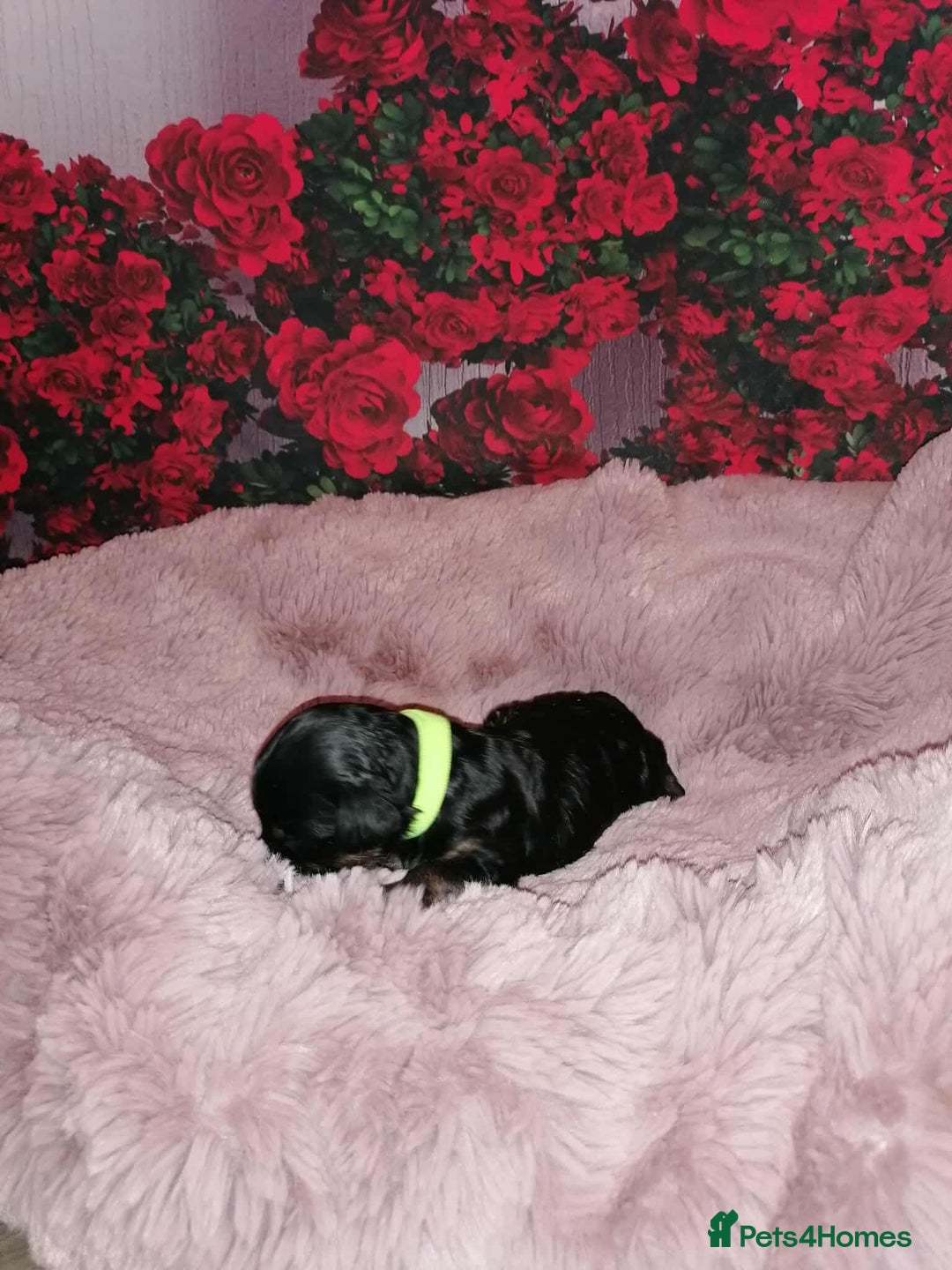 Cavapoo dogs for sale: Exceptional Cavapoo babies  - Image 6