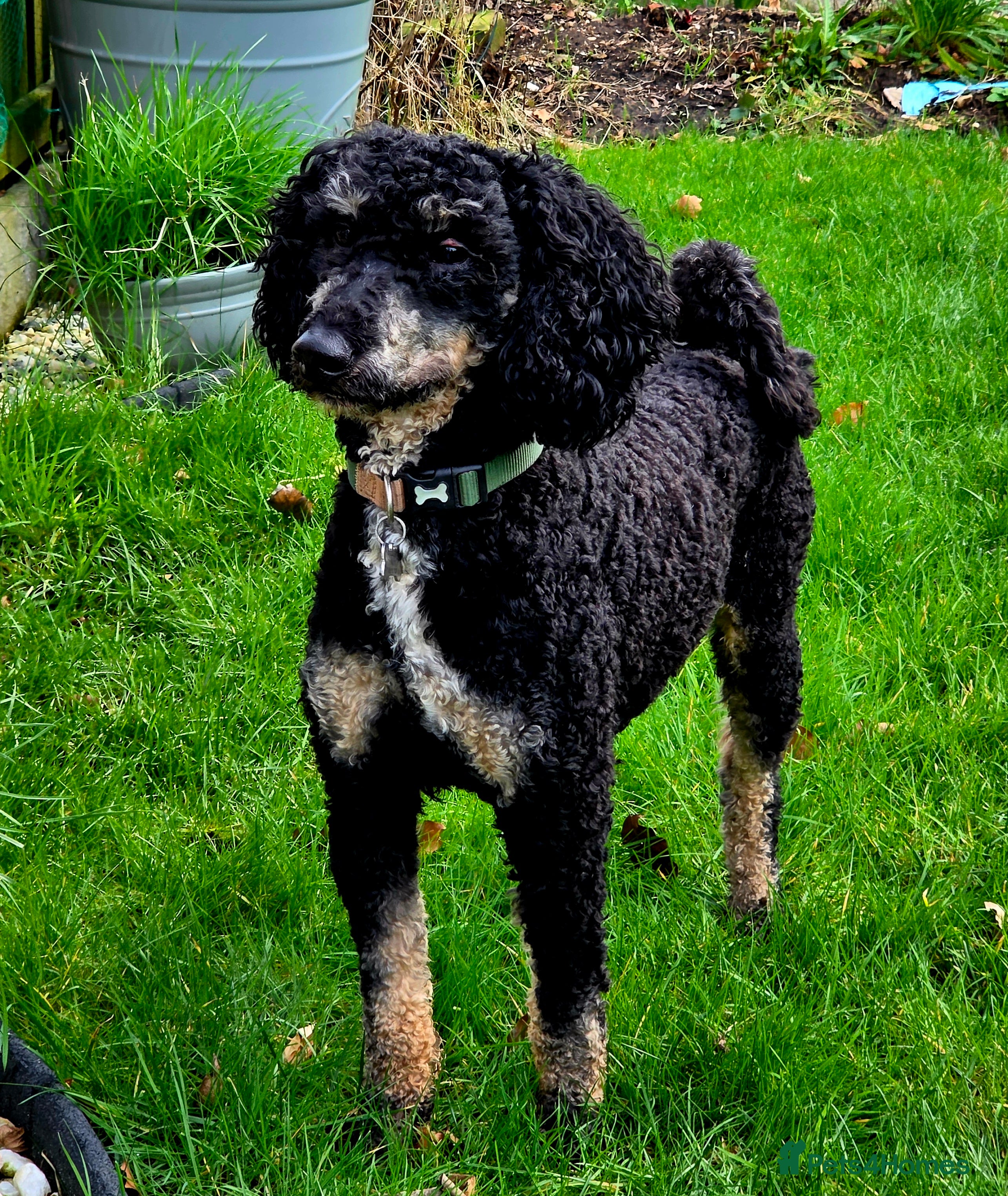 Cockapoo dogs Miniature Poodle KC Registered  - Advert 21