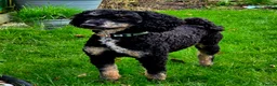 Cockapoo dogs for stud: Miniature Poodle KC Registered  - Advert 1