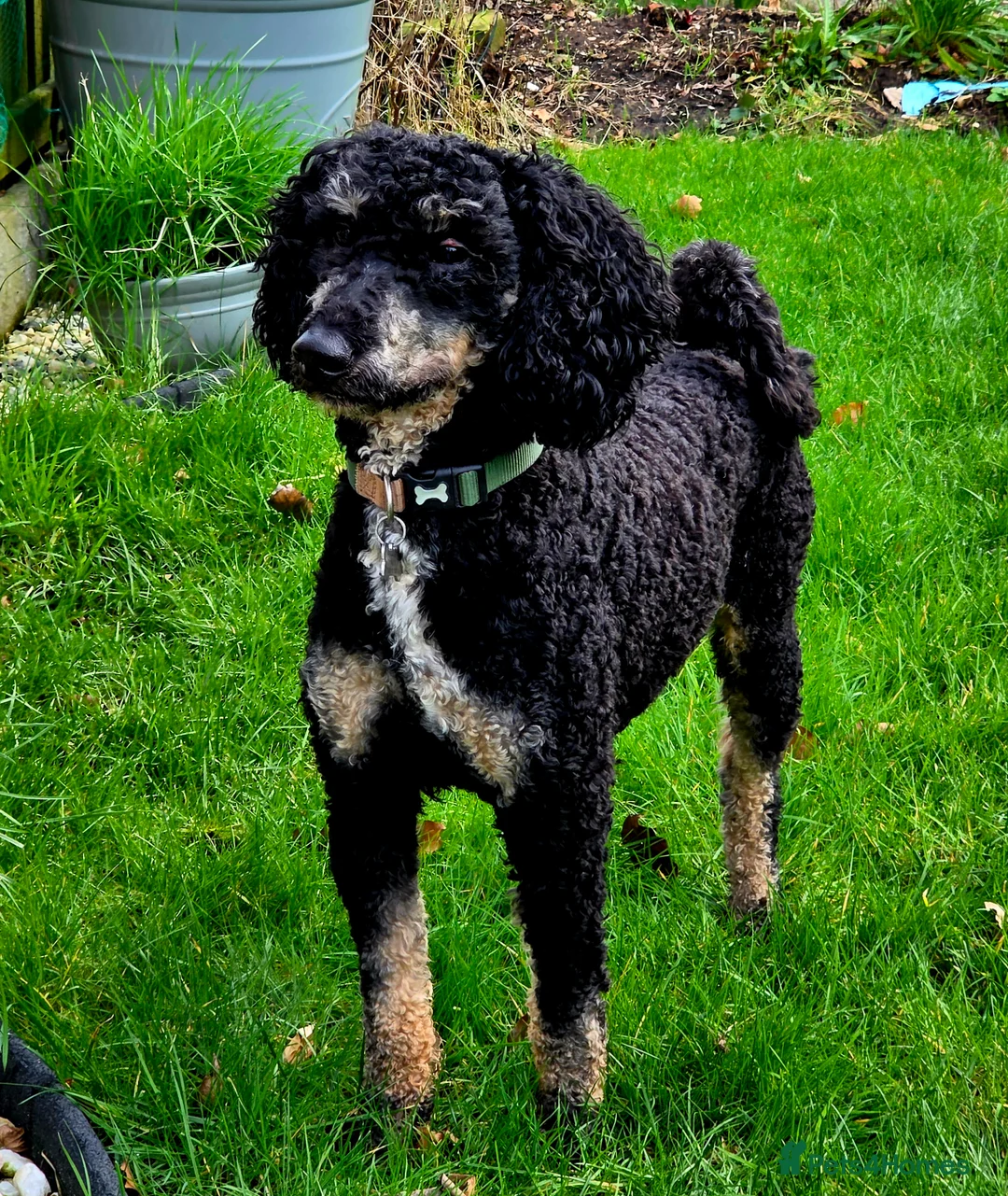 Cockapoo dogs for stud: Miniature Poodle KC Registered  - Advert 1