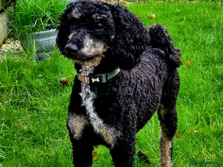 Cockapoo dogs Miniature Poodle KC Registered - Advert 21