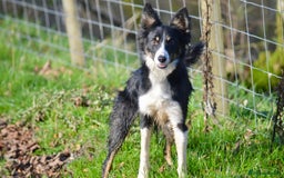 Border Collie dogs for sale: Beautiful Border Collie Bitch - Advert 7