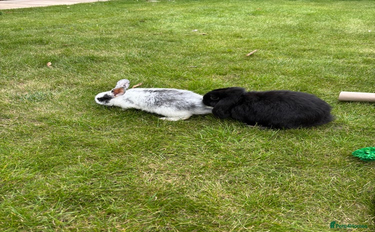 Mini Lop rabbits - Advert 7