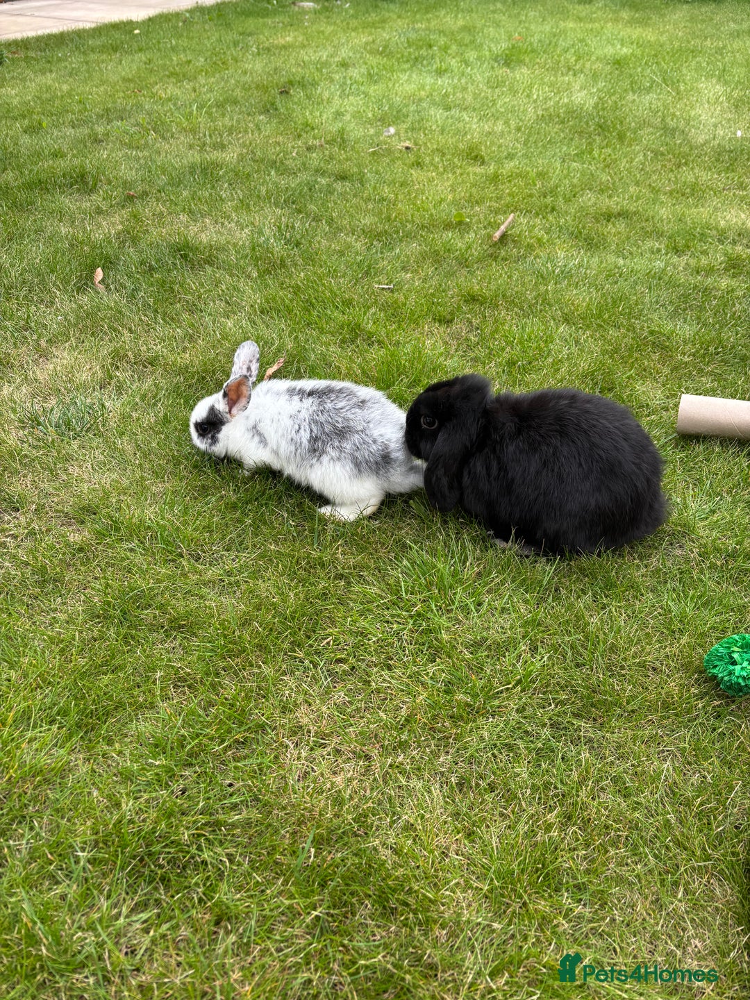Mini Lop rabbits for sale: Mini Lop - Image 1
