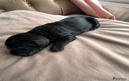 Cockapoo dogs for sale: Beautiful Cockerpoo puppies - Image 11