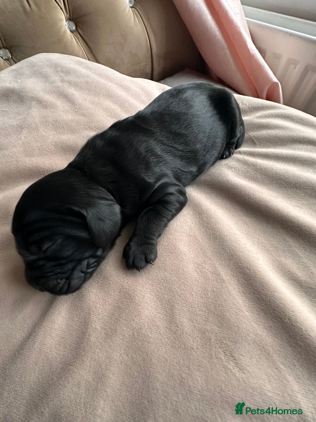 Cockapoo dogs for sale: Beautiful Cockerpoo puppies - Image 11