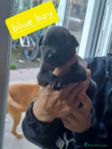 Mixed Breed dogs Staff x sharpei - Advert 7