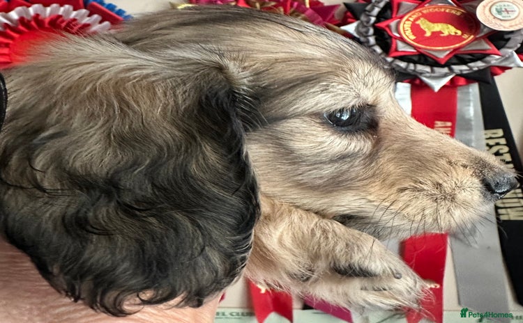Miniature Dachshund dogs - Advert 7