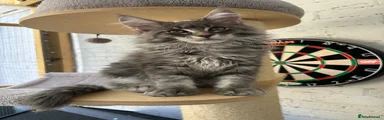 Blue Boy Blue Classic Tabby 💙