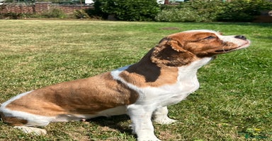 Cavachon dogs - Advert 8
